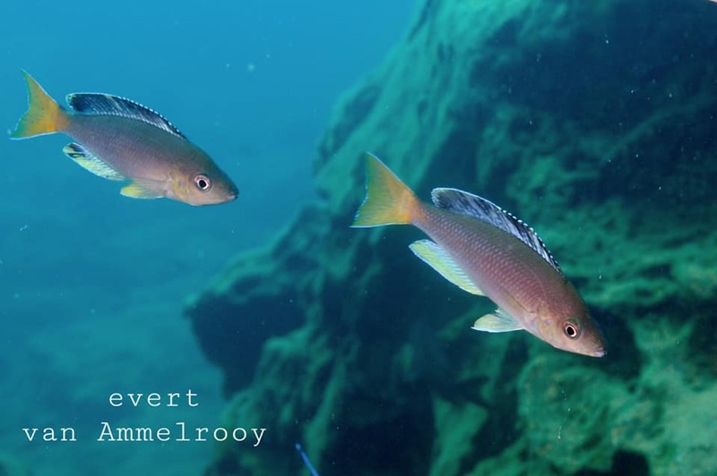 Cyprichromis sp. 'dwarf jumbo' Cape Kabogo